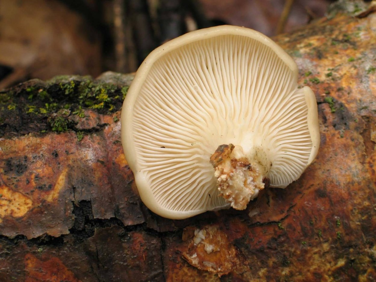 Грибы в тропиках