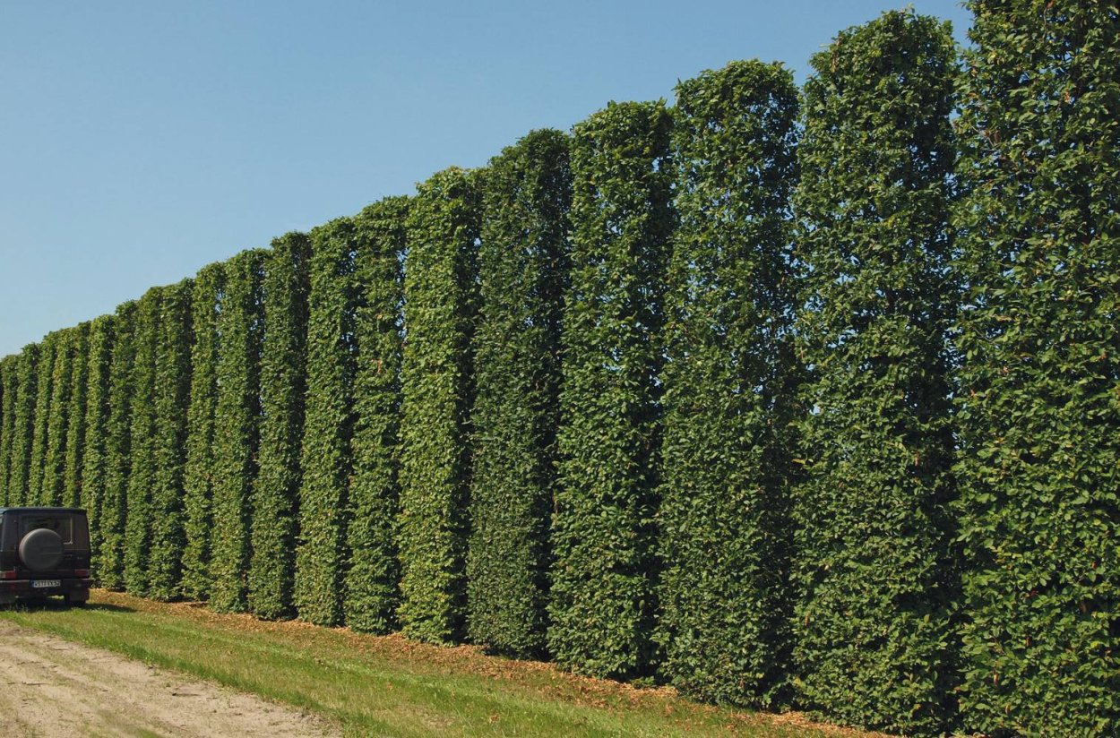 Тамарикс трехтычиковый