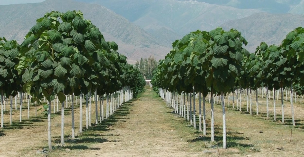 Каштан конский кустарник