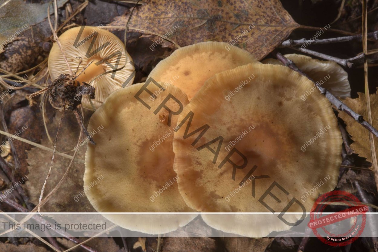 Сыроежка буро-фиолетовая