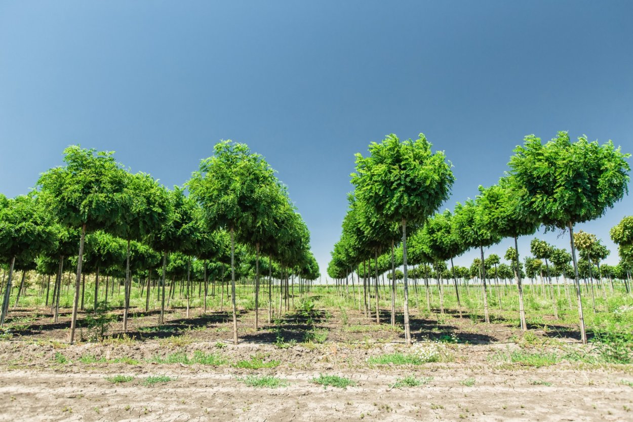 Тополь Самаркандский