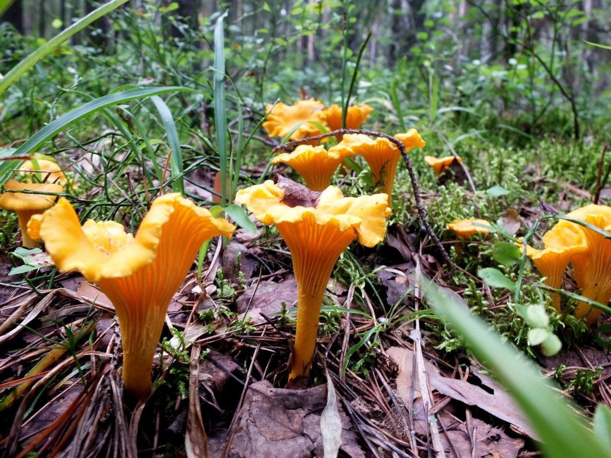 Лисичка обыкновенная гриб