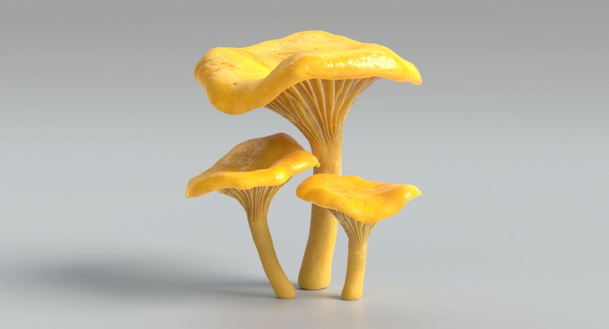 Гомфус чешуйчатый