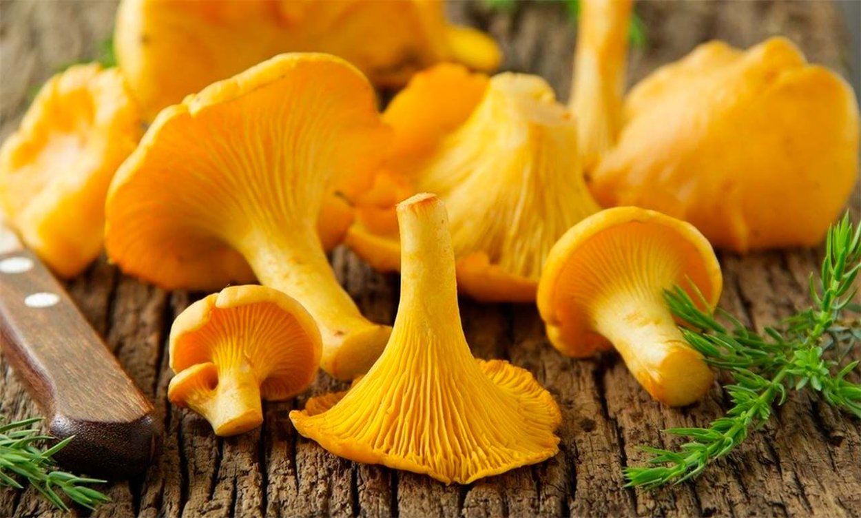 Гриб Лисичка карандашом