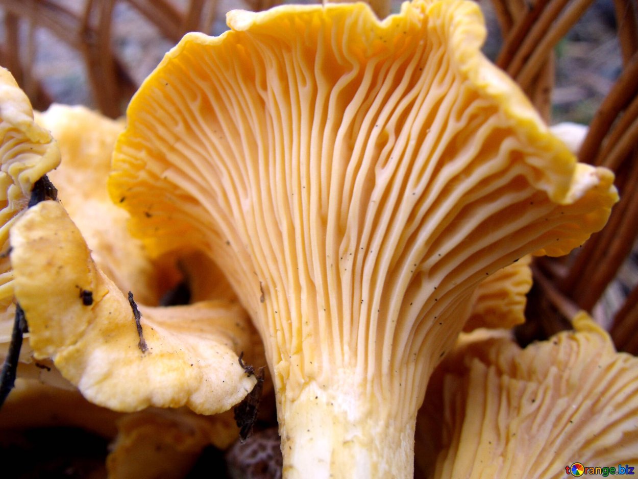 Лисичка обыкновенная гриб