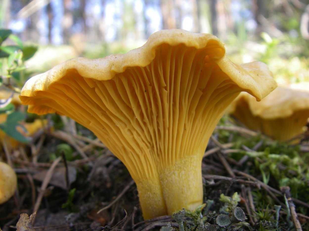 Cantharellus cibarius - Лисичка