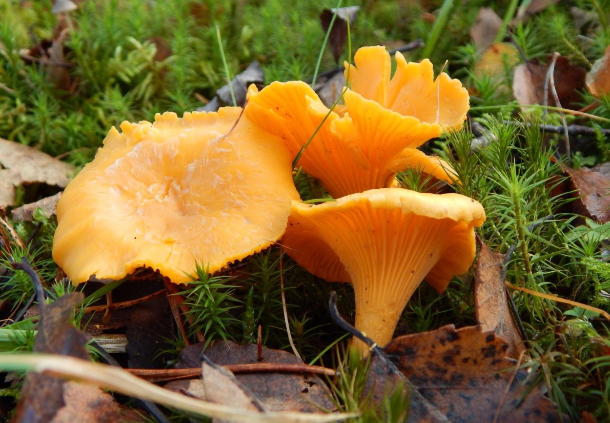 Cantharellus lutescens