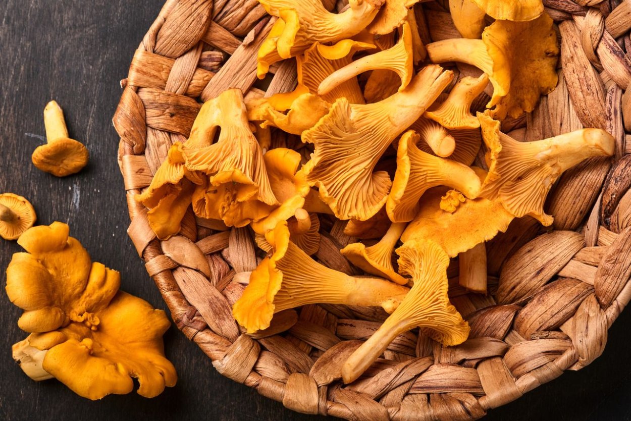 Гриб Лисичка-альбинос