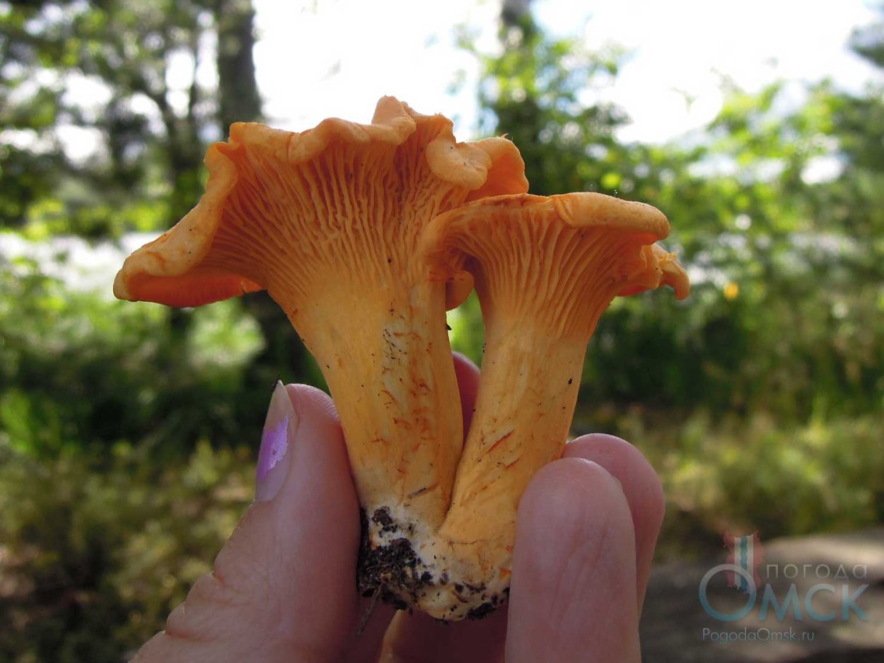 Грибы вид сверху на белом фоне