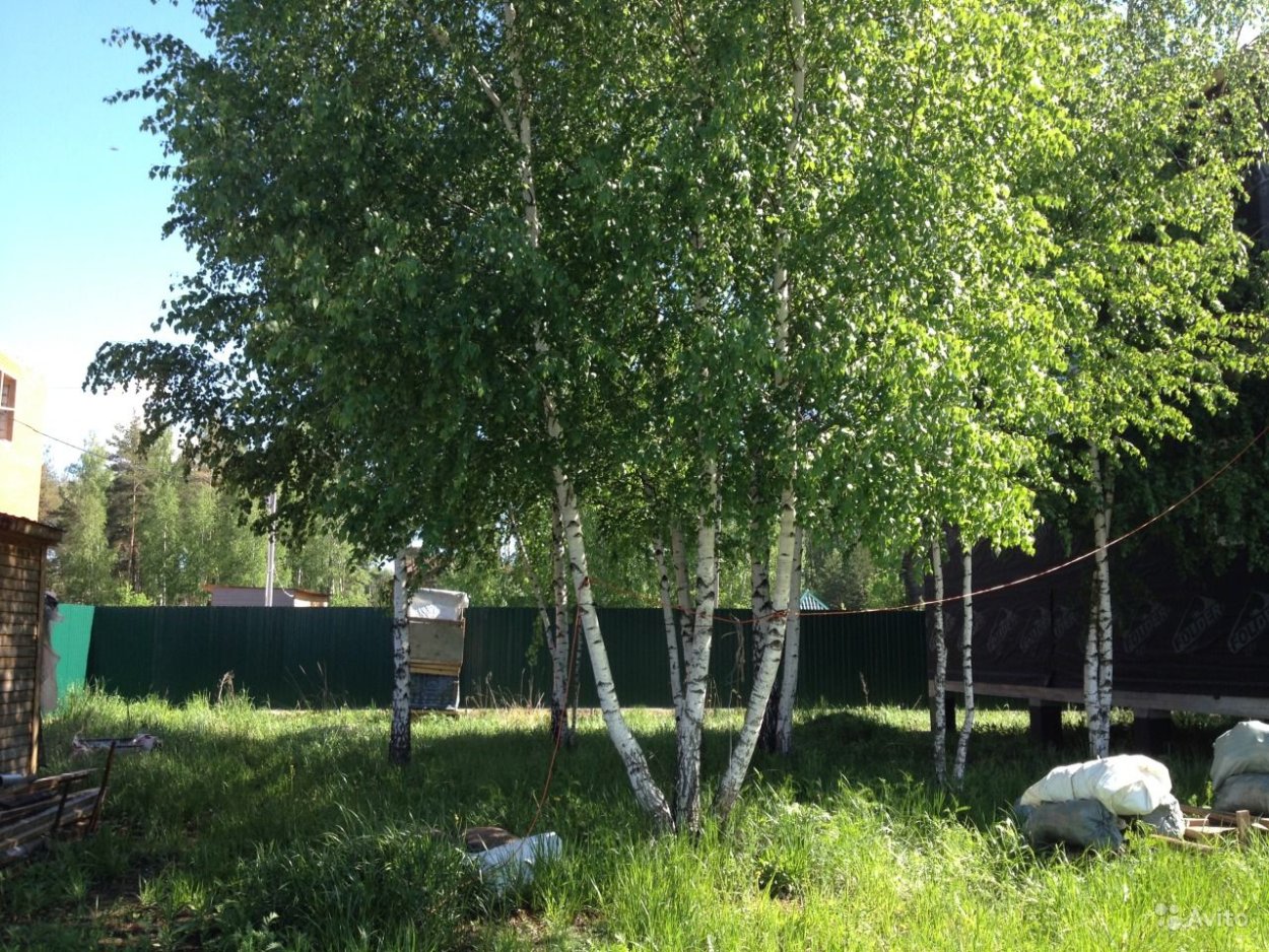 Молодые березы на участке