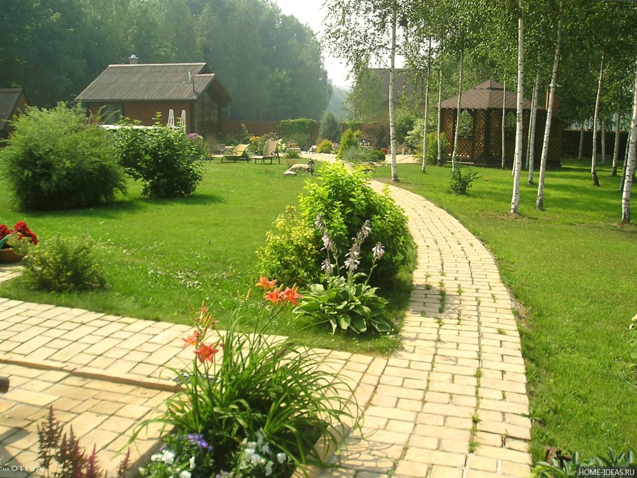 Березы на участке