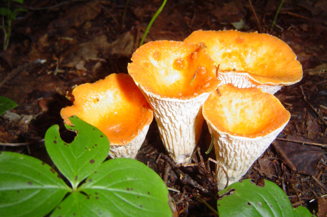 Лесные грибы лисички