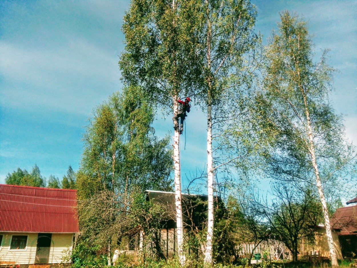 Береза на даче