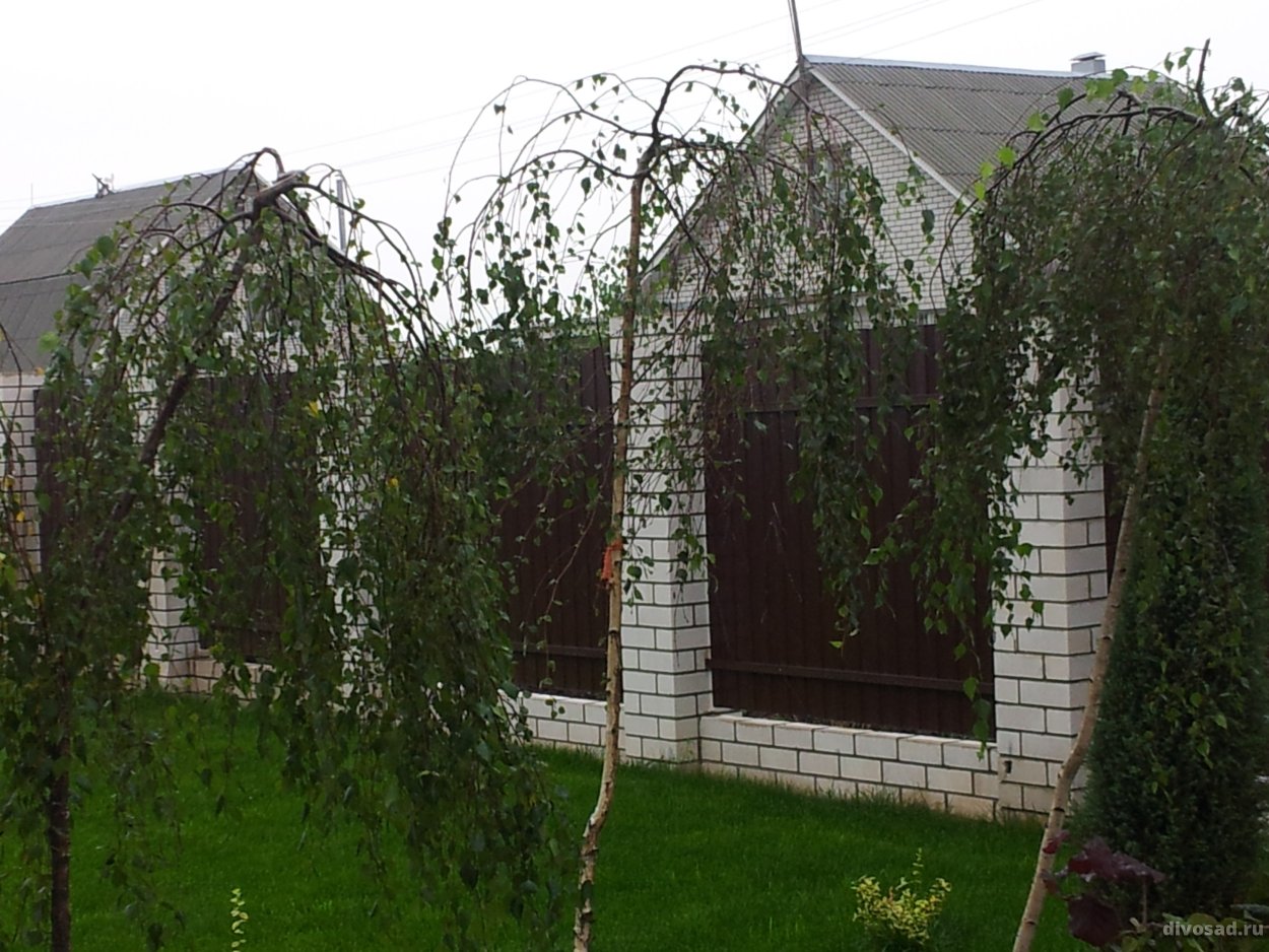 Береза повислая Лонг транк