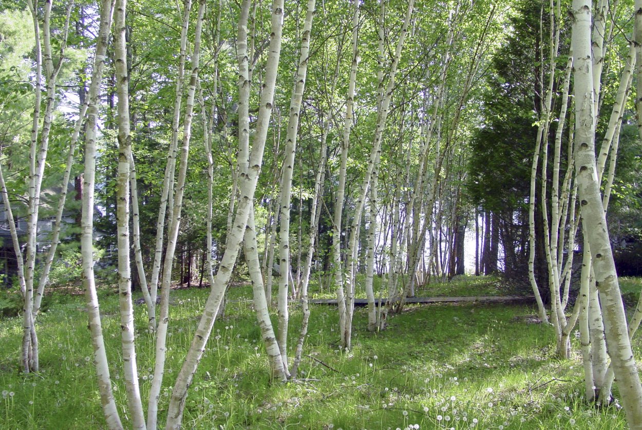 Береза Жакмана