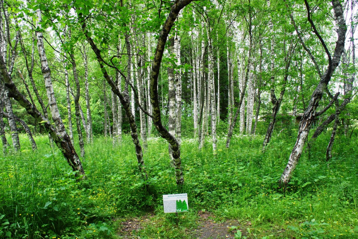 Карелия роща карельской березы