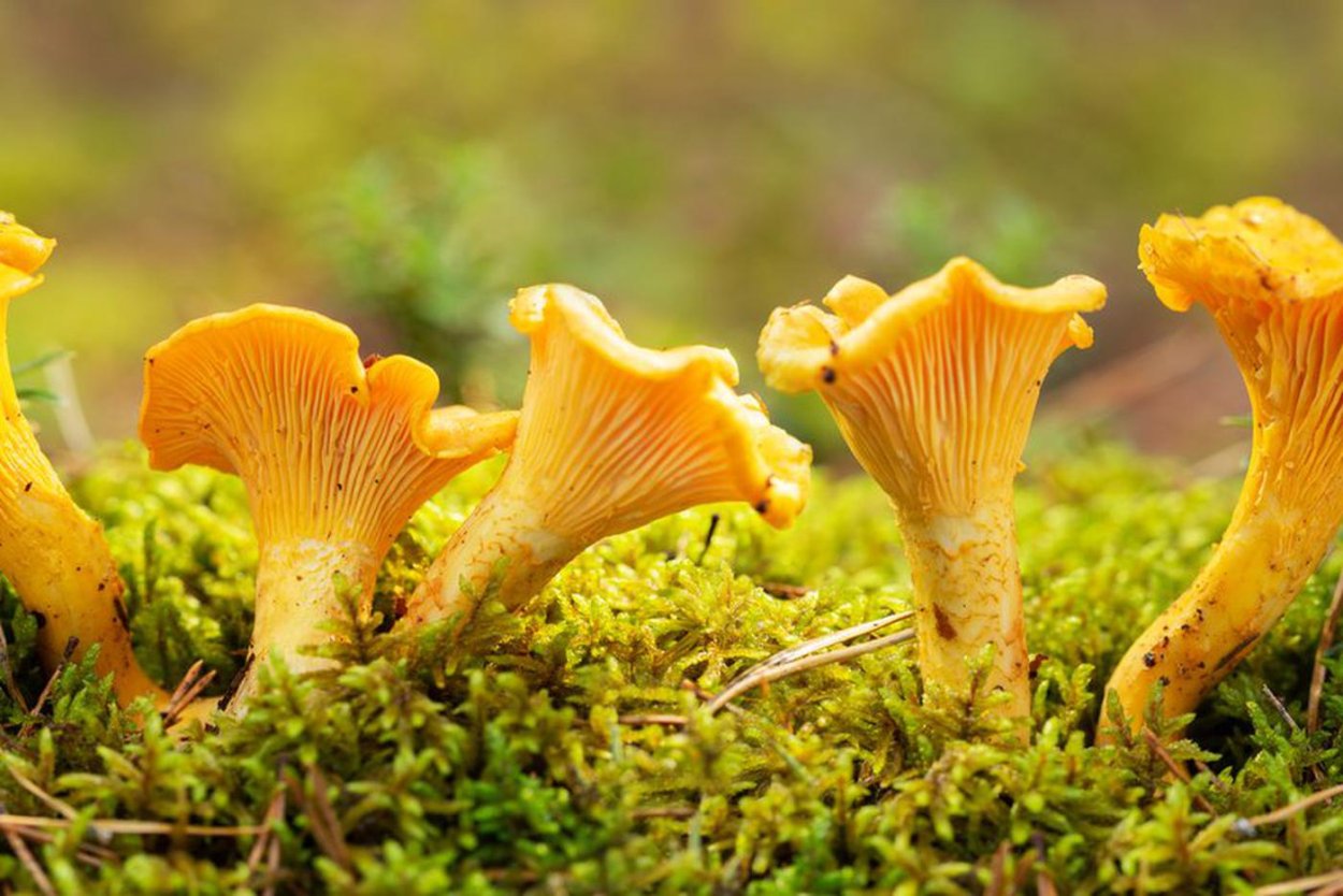 Гриб Лисичка это съедобный гриб?