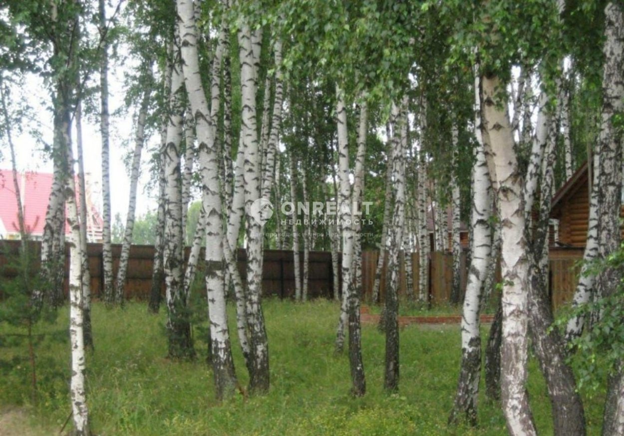 Березовая роща на дачном участке