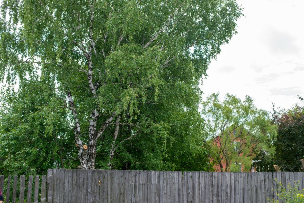 Берёза мелколистная