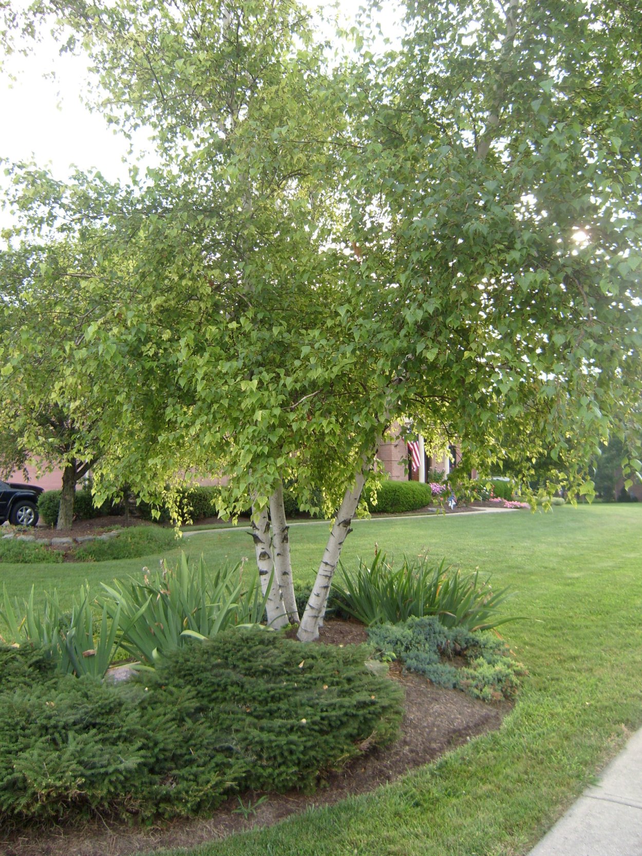 Березы на дачном участке