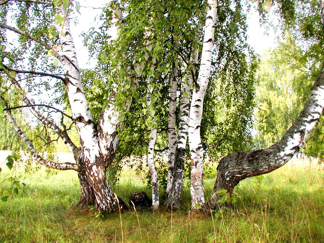 Сибирская береза