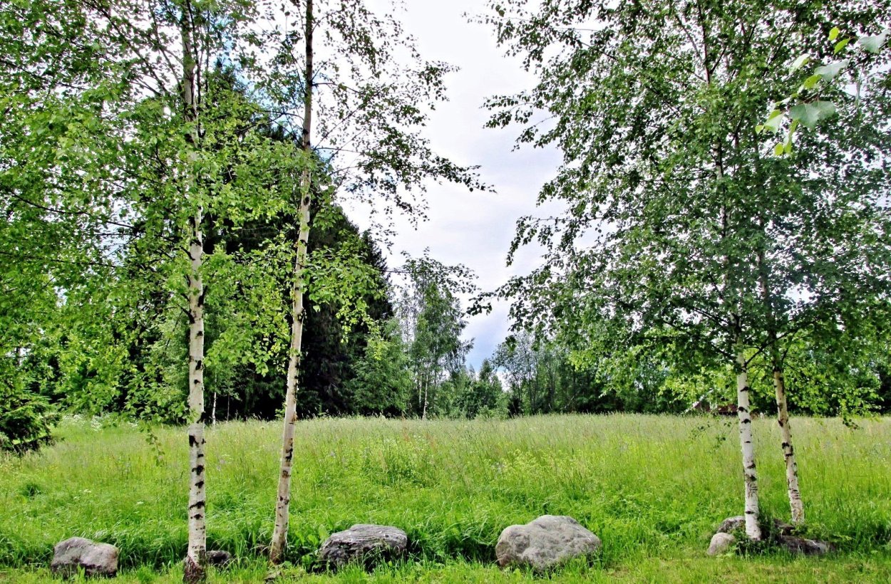 Береза на даче