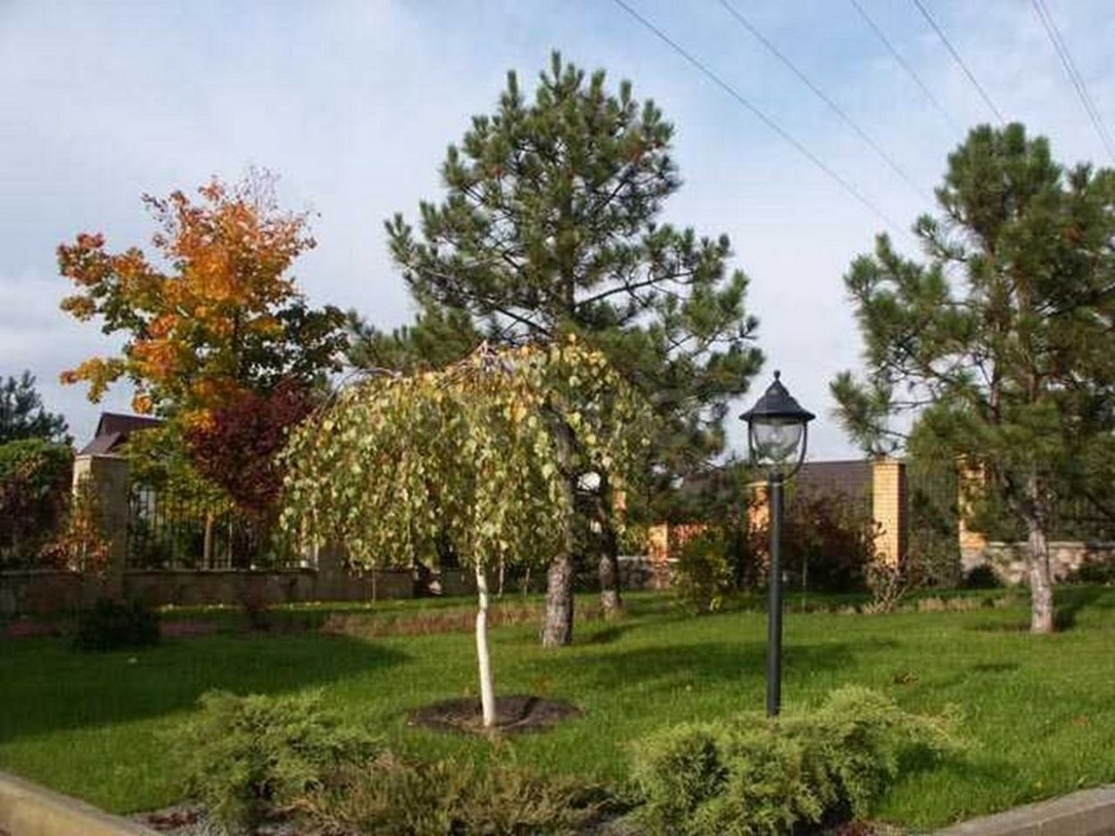 Красивый участок с плодовыми деревьями