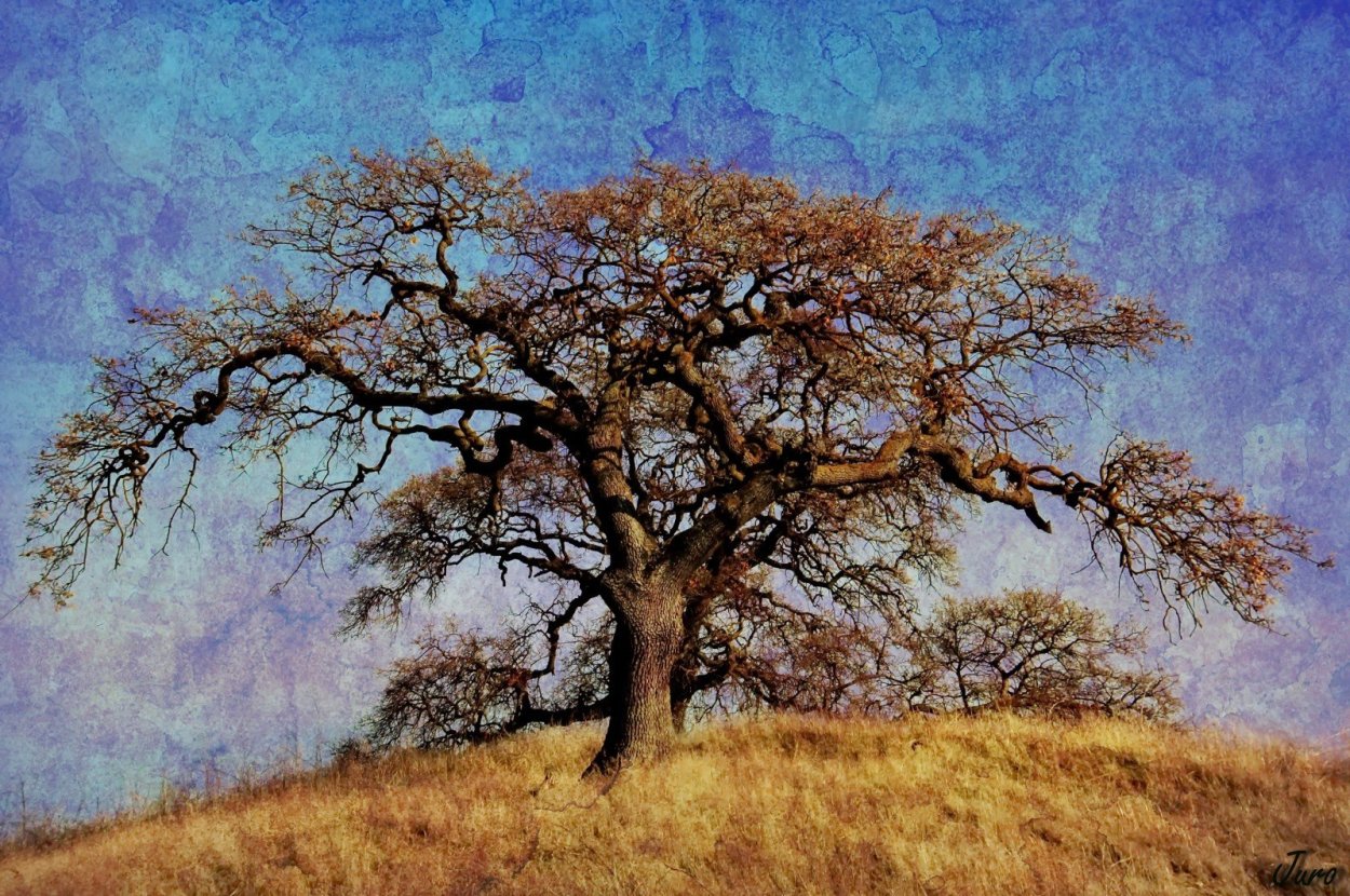 Остров Ява дерево Анчар