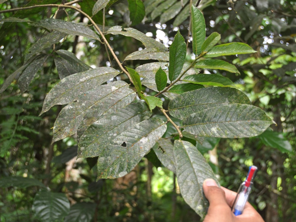 Antiaris toxicaria Lesch