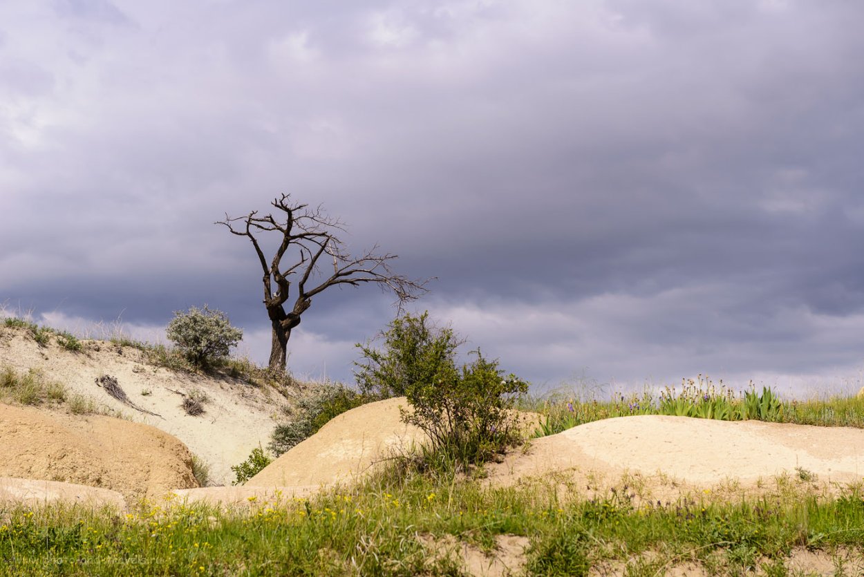 Анчар дерево в пустыне