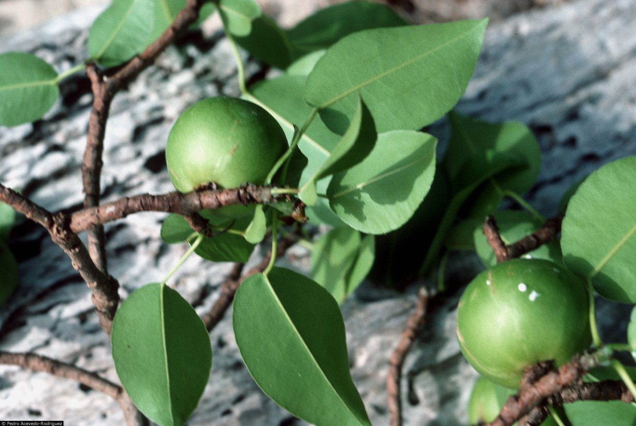 Манцинелловое дерево (манцинелла)