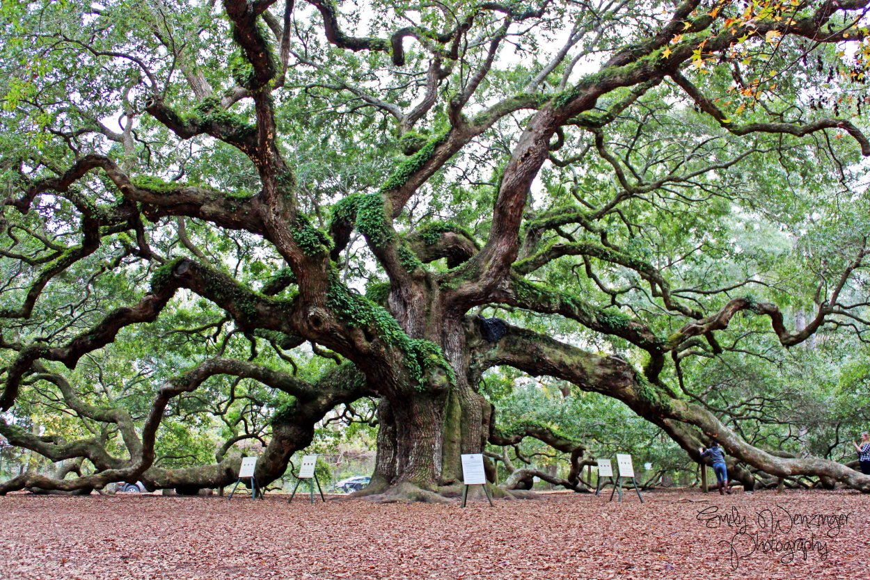 Дуб Джурупа