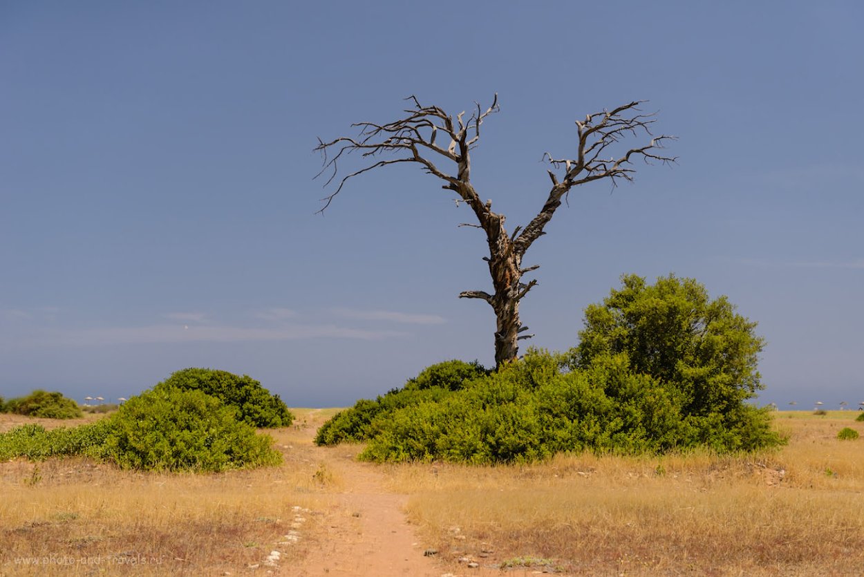 Дерево Анчар ядовитый