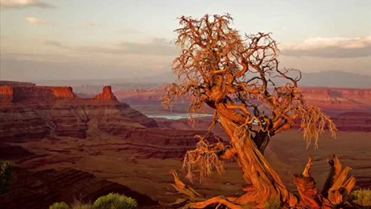 Анчар дерево