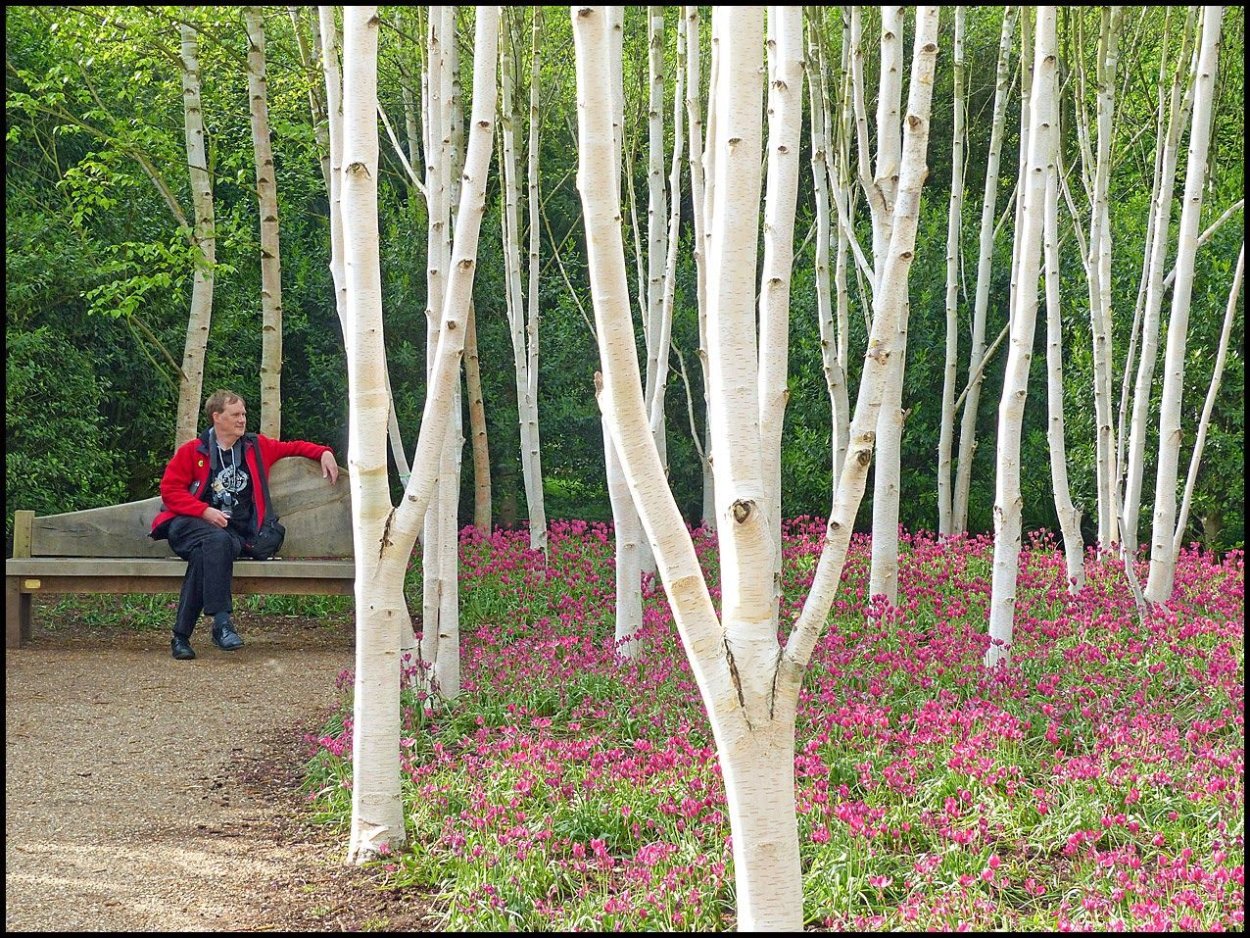 Ландшафтные группы с березой