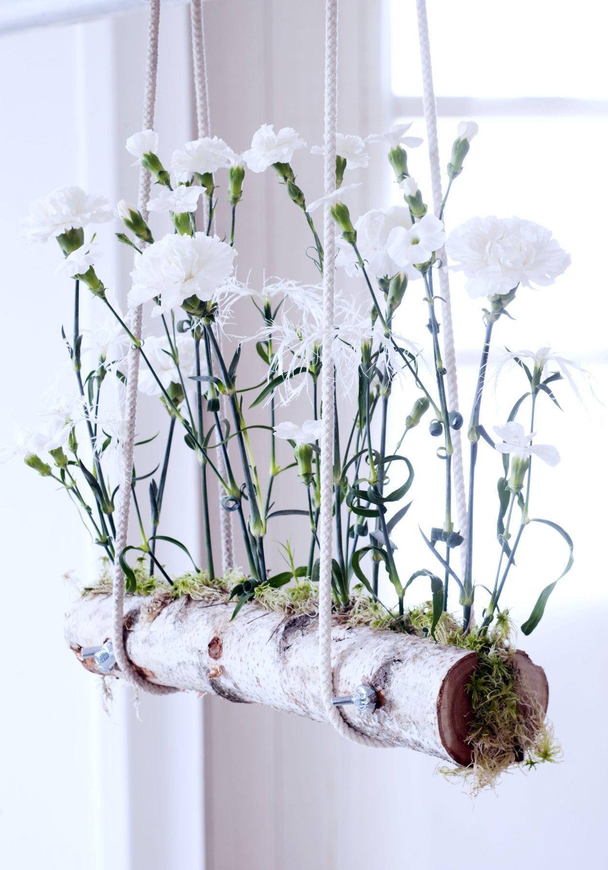 Береза повислая Youngii