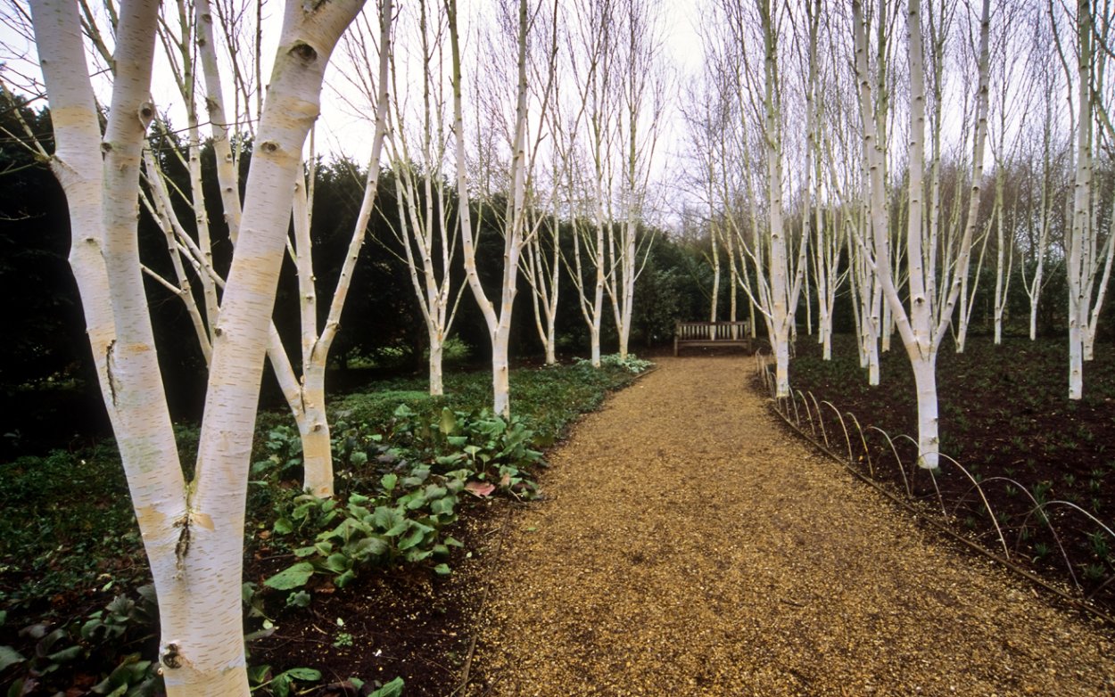 Берёза повислая