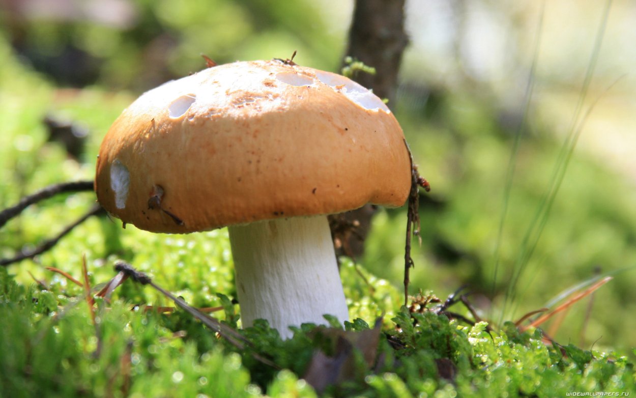 Осенние грибы