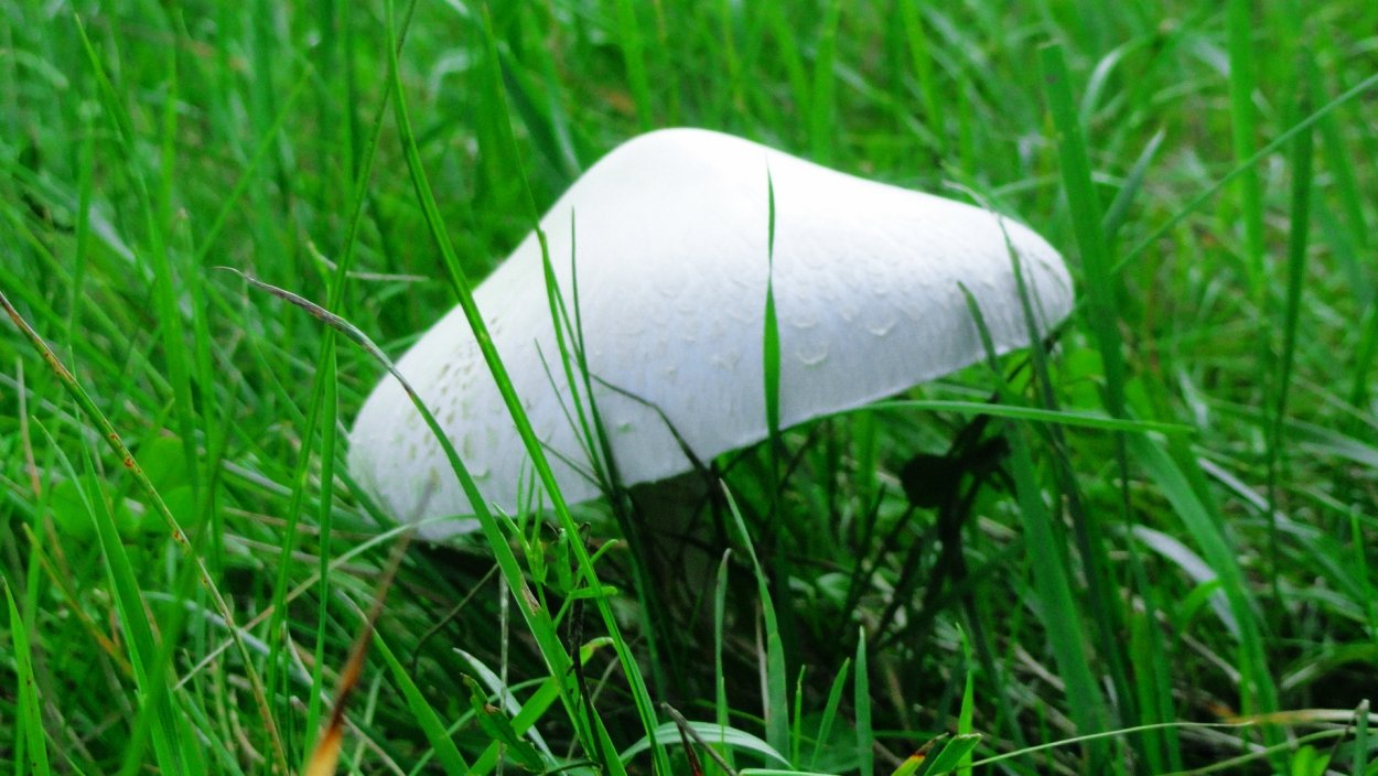 Гриб Боровик осень