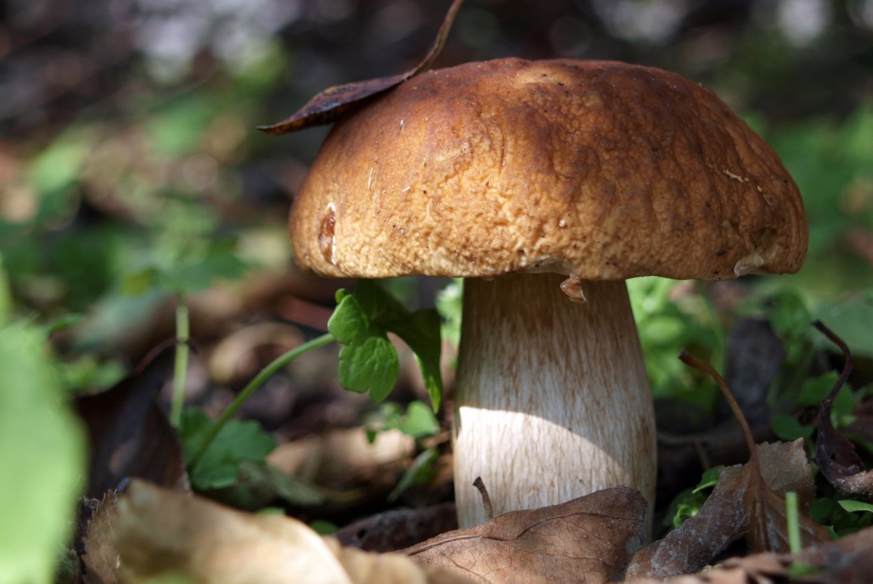 Фунгус гриб