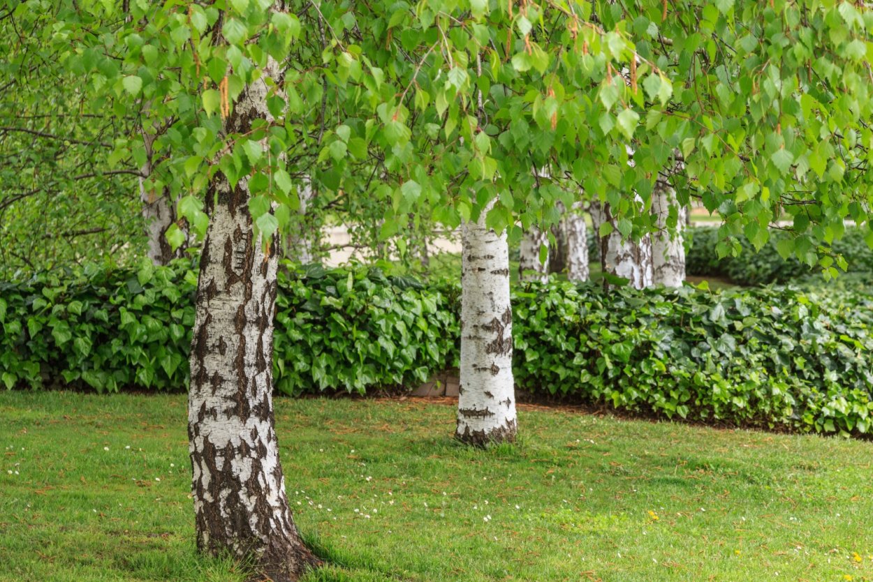 Береза обыкновенная Betula