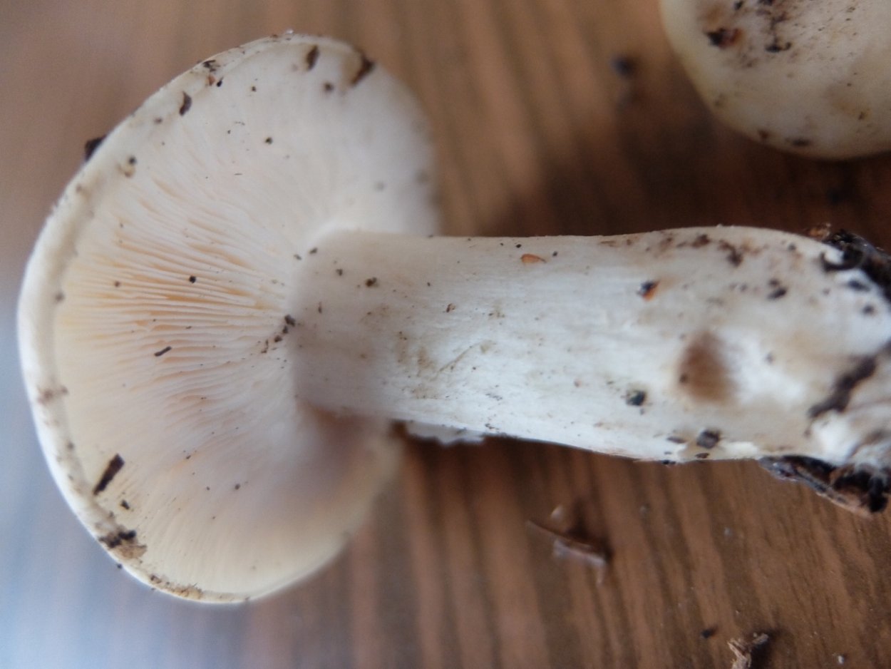 Обабок синеющий гриб