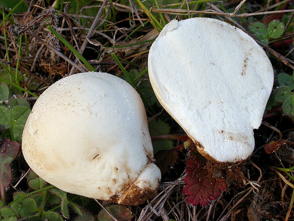 Щетка для грибов