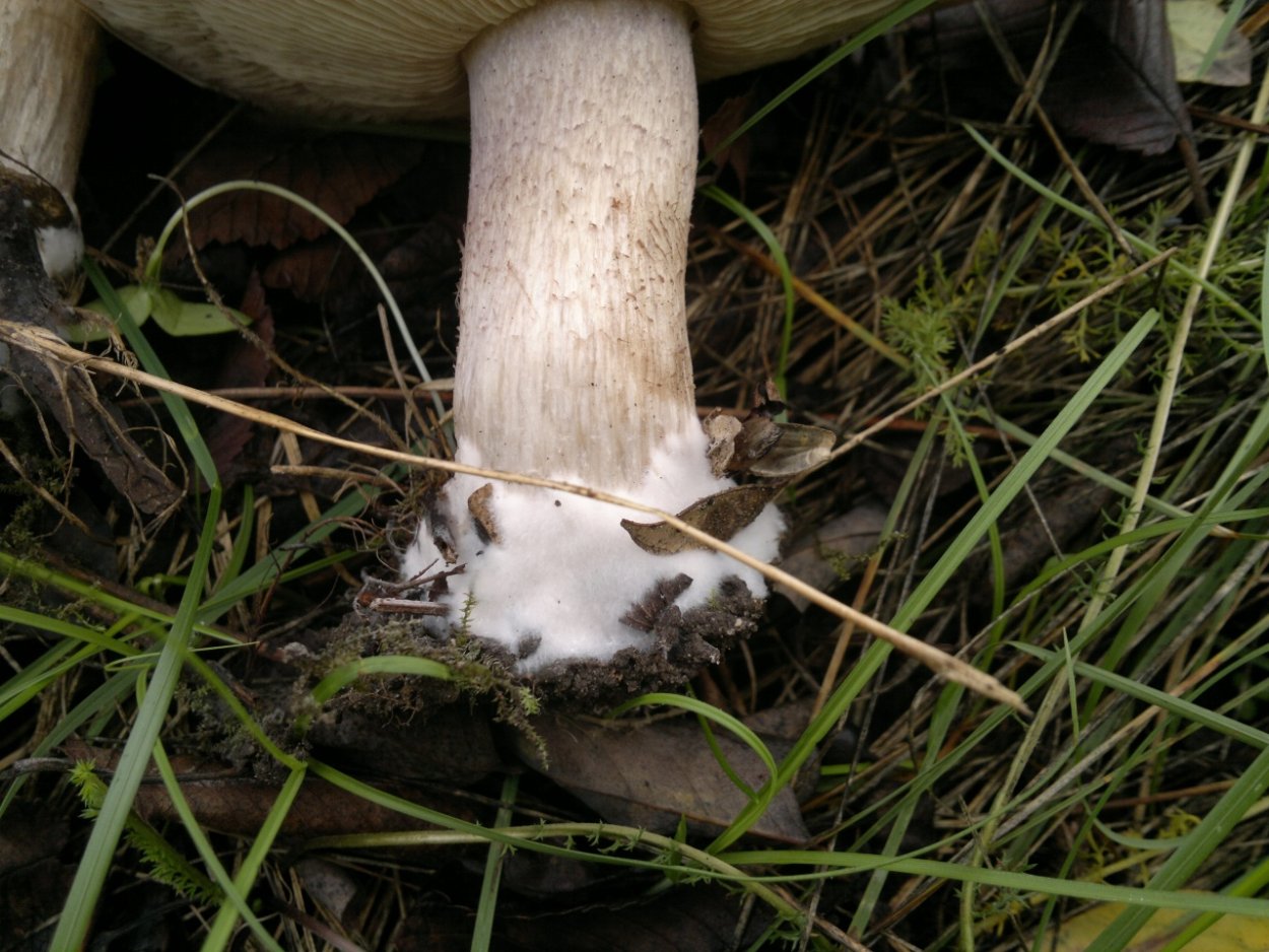 Inocybe geophylla