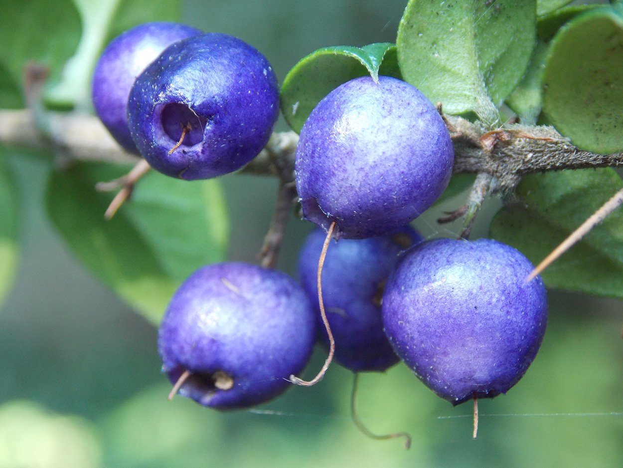 Фиолетовые ягоды