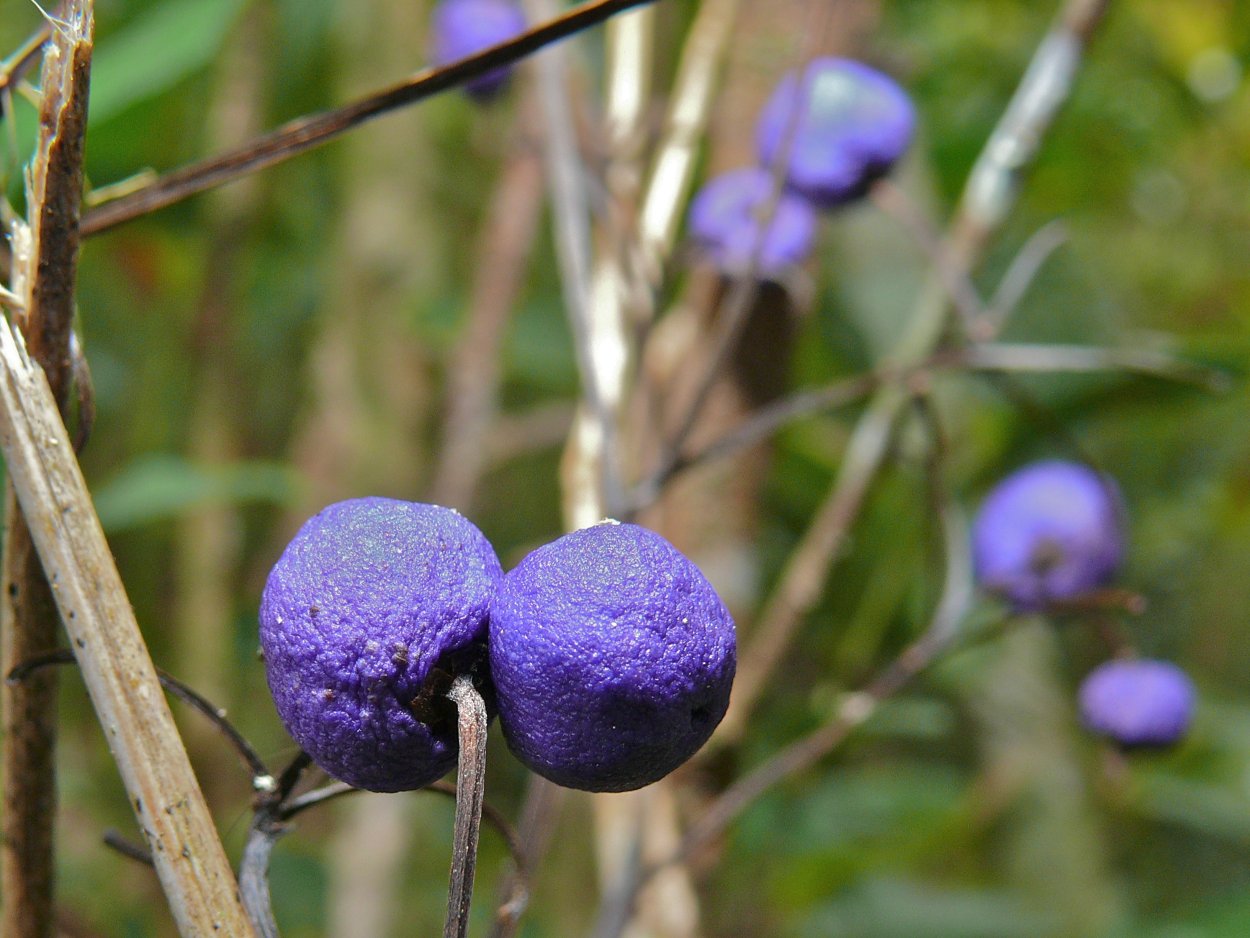 Фиолетовые ягоды