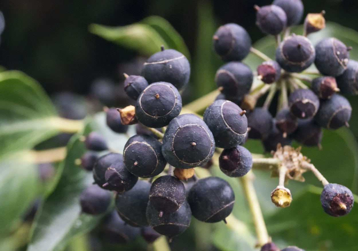 Черника, черноплодная рябина