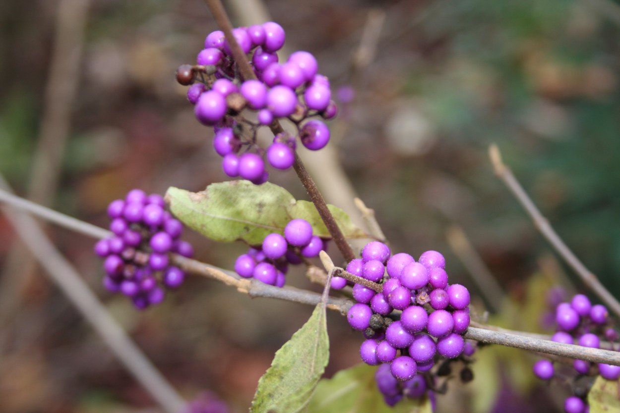 Красивоплодник японский Callicarpa japonica