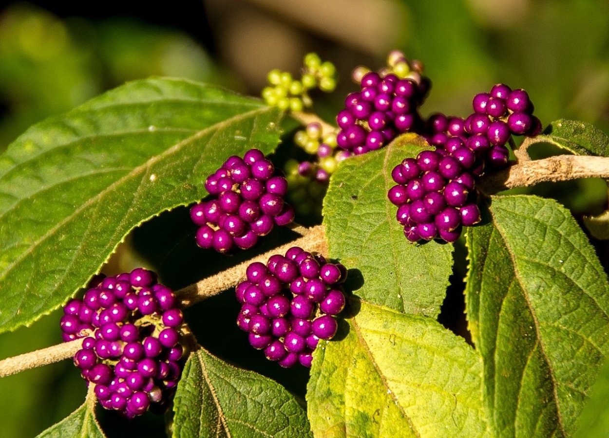 Callicarpa japonica