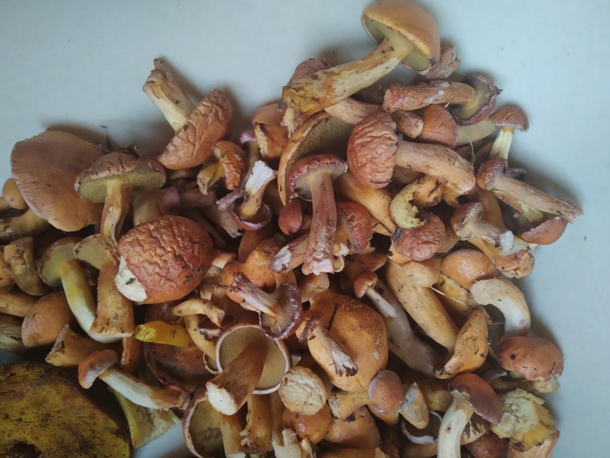 Маслята козлята